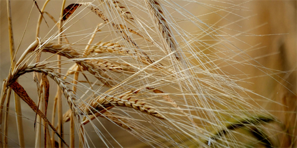 Via libera al DM Fondo Grano duro 