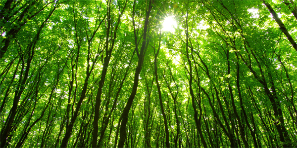 Deforestazione, il posticipo e la semplificazione proposte dalla Commissione non sono sufficienti 