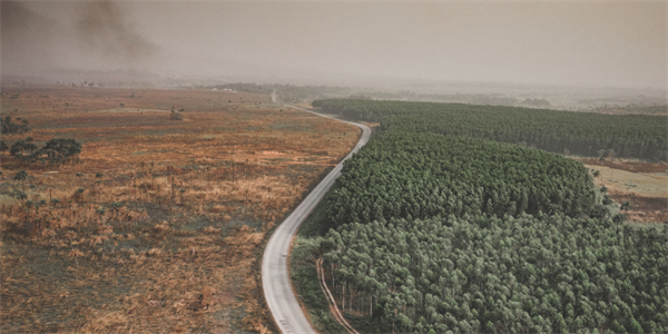 Il regolamento UE sulla deforestazione viene nuovamente posticipato 