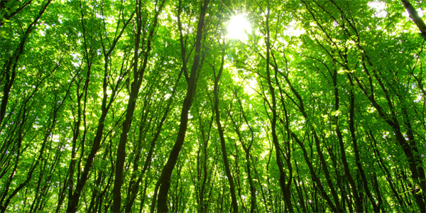 Prima riunione del Tavolo di Filiera del Legno 