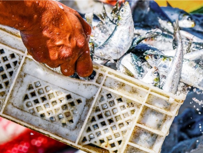 Ortofrutta, dopo ritiro proposta pesticidi, europa...