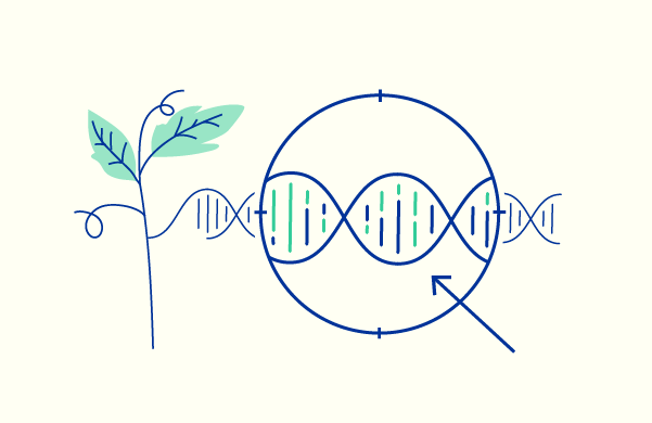 Il Consiglio e il Parlamento raggiungono un accordo sulle TEA per provare a rafforzare la competitività e la sostenibilità dei sistemi alimentari