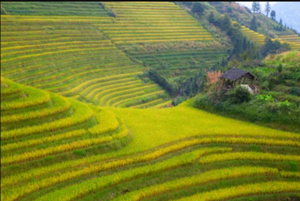 Il forte aumento delle esportazioni di riso dall'Asia orientale