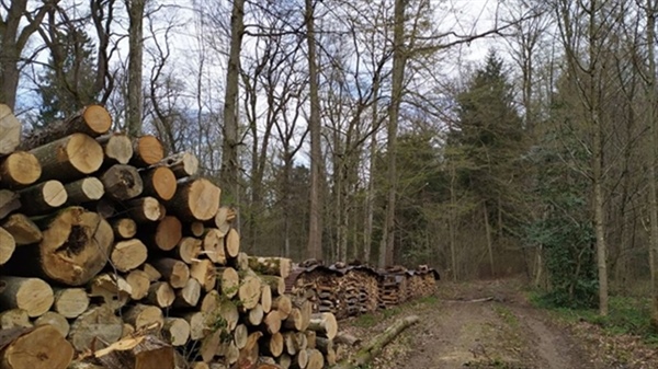 DEFORESTAZIONE, FEDAGRIPESCA CONFCOOPERATIVE, BENE PROPOSTA COMMISSIONE SU RINVIO DI UN ANNO DEL... 